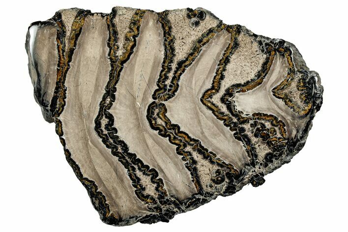 Polished Mammoth Molar Slice - South Carolina #335397